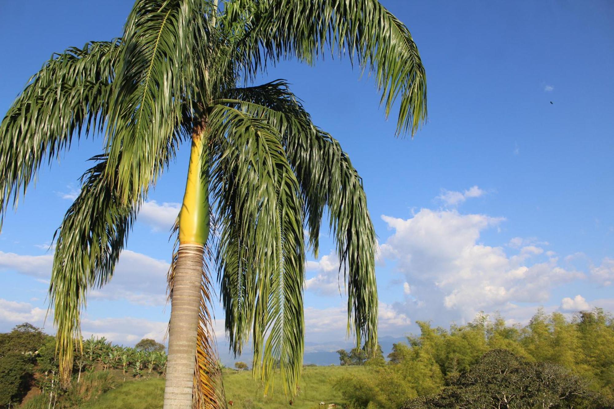 Rancho Ventura Villa Filandia Bagian luar foto